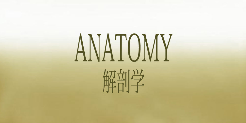 解剖学